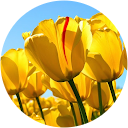 Isabel Papeschi profile picture